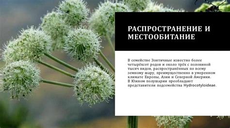 Распространение и местообитание глицинии и акации