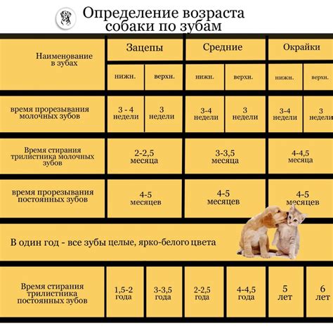 Рассмотрение основных параметров для выбора породы питомца