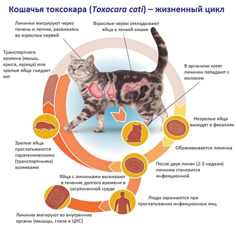 Расстройства ЖКТ, указывающие на наличие паразитарной инфекции