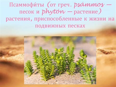 Растения, идеально приспособленные к плодородному чернозему