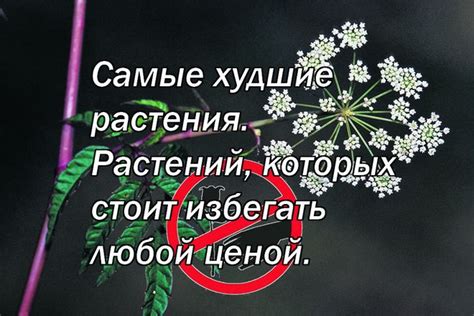 Растения, которые стоит избегать