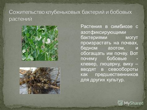Растения, способные обогащать почву азотом в посевах после щавеля