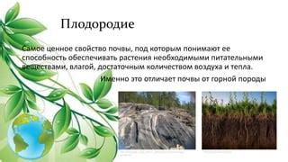 Растения, способствующие обогащению почвы необходимыми питательными веществами