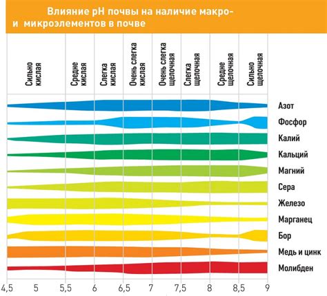 Растения для пополнения запасов микроэлементов в почве после щавеля