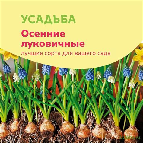 Растения с быстрым созреванием: прекрасный выбор для осенней посадки