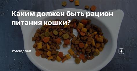 Рацион питания: какой должен быть