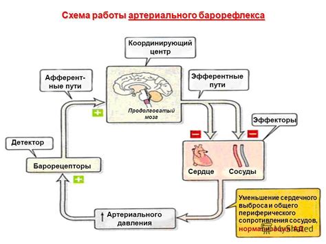 Регулирование работы сердца и уменьшение артериального давления