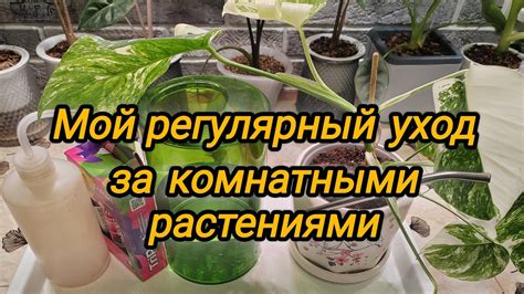 Регулярный контроль за растениями: осмотр и профилактическое удаление пораженных частей