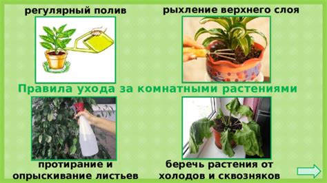 Регулярный полив и подкормка растения