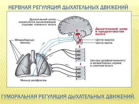 Регуляция активности дыхательных мышц воздействием симпатической и парасимпатической иннервации