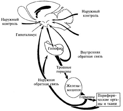 Регуляция гормонального равновесия