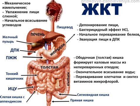 Режим питания в период повреждения желудочно-кишечного тракта