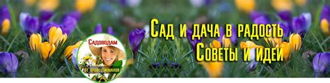 Рекомендации опытных садоводов и специалистов