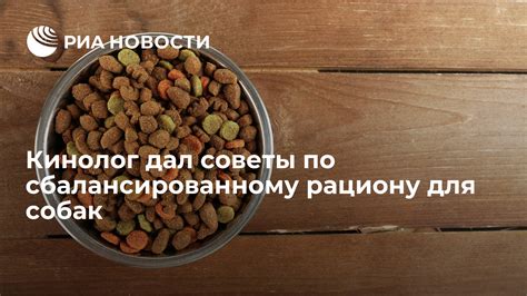 Рекомендации по рациону для питомца в первые часы после операции