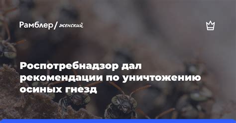 Рекомендации по уничтожению пораженных растений