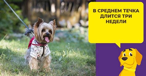 Рекомендации по уходу за терьером во время течки