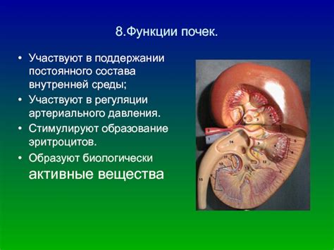 Ролевые функции системы артериального давления