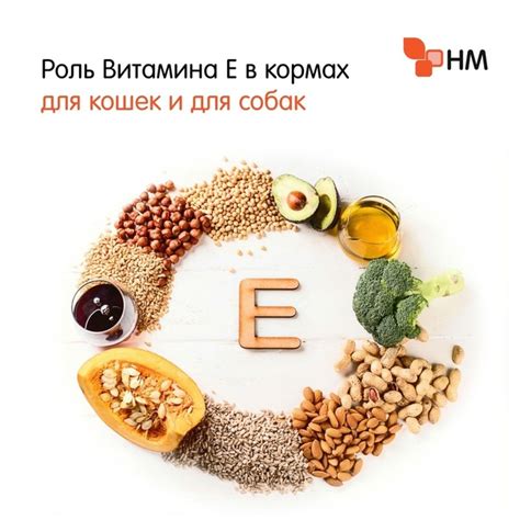 Роли магния B6 в поддержании здоровья и профилактике заболеваний