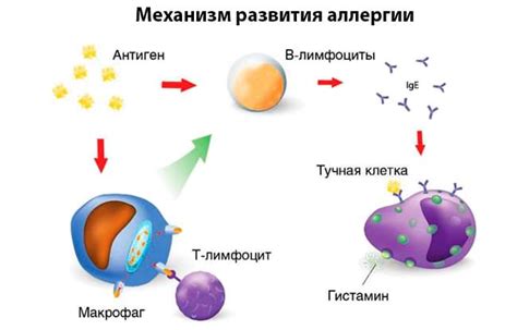 Роль антигистаминных препаратов в устранении зуда при аллергических реакциях