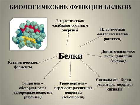 Роль белка в организме юных людей