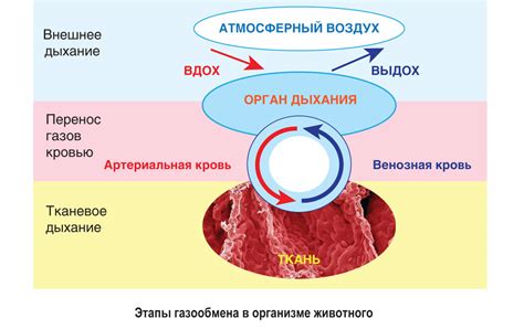 Роль внешних воздействий на функционирование дыхательной системы