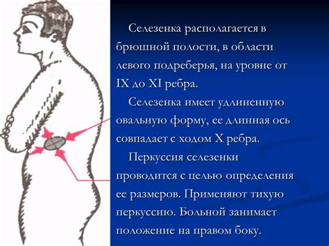 Роль внутренних органов в зоне левого подреберья у женщин