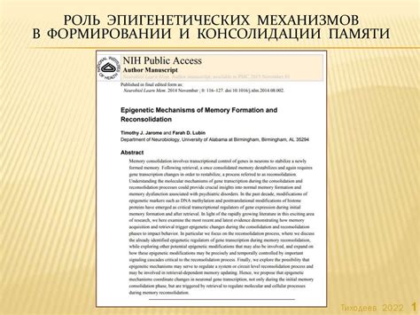 Роль в формировании и хранении памяти