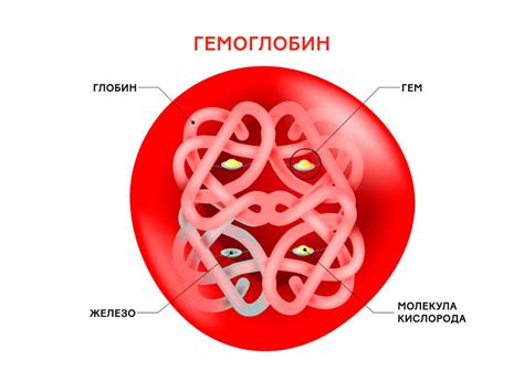 Роль гемоглобина в организме младенца до одного года: важные функции и значения