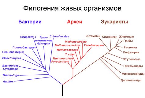 Роль генетических характеристик в эволюции Вапореона