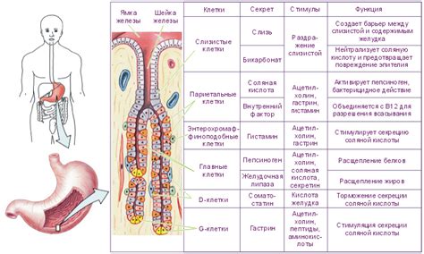 Роль главных клеток желудка