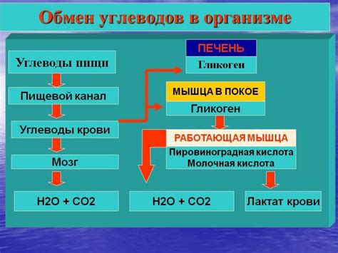 Роль гликогена в организме человека