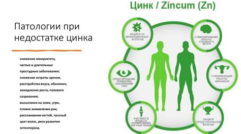Роль глицината цинка и пиколината цинка в иммунной системе