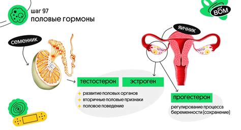 Роль глобулина, связывающего половые гормоны
