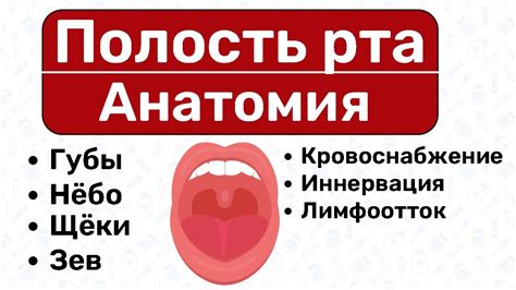 Роль глубины зева