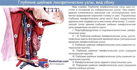 Роль глубоких шейных лимфатических узлов в организме