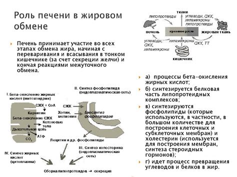 Роль глюкагона в жировом обмене и потере веса