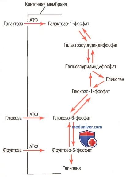 Роль глюкозы в метаболизме организма