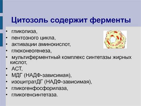 Роль глюконеогенеза в организме