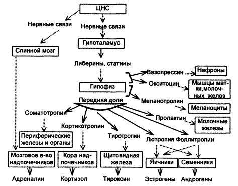 Роль гормона Т4 в регуляции обмена веществ у представительниц женского пола