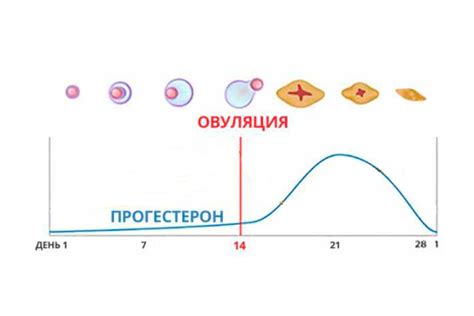 Роль гормона гомоцистеина в организме женщин