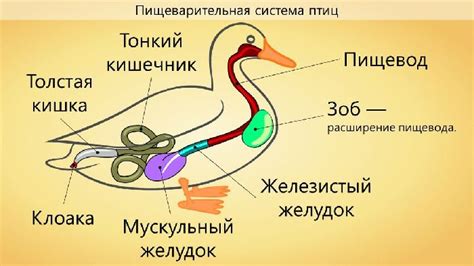 Роль грамотного освещения в стимуляции функции яичников у домашних птиц