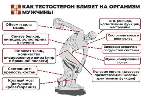 Роль диеты и питания в увеличении уровня гормона сексуальной активности у мужчин