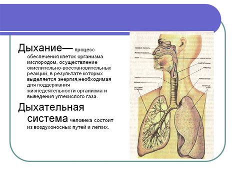 Роль длительных прогулок в поддержке функций дыхательной системы