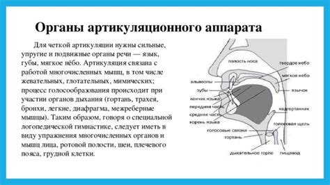 Роль дыхания в создании четкой акустической артикуляции