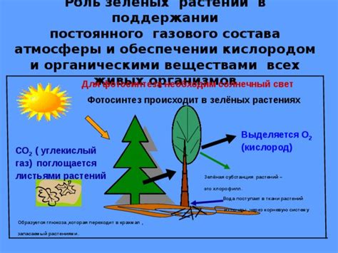 Роль живых организмов в поддержании экологического равновесия