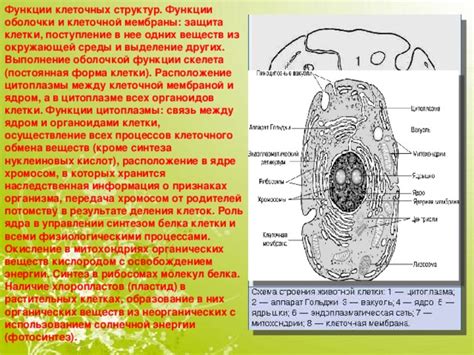 Роль жирных веществ в клеточной оболочке