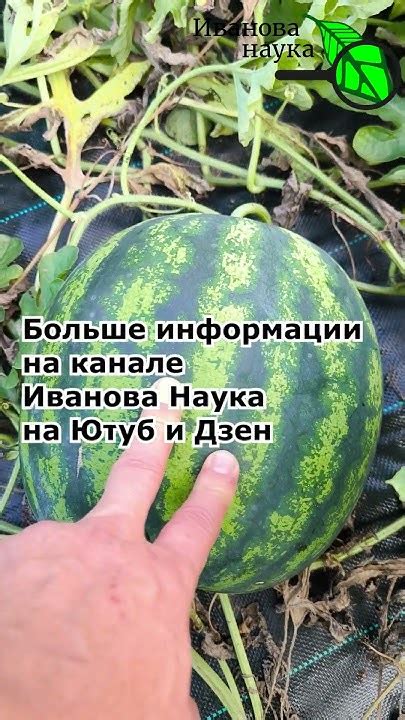 Роль зрелости хвоста в определении готовности арбуза к сбору: важный признак спелости плода