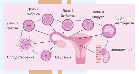 Роль зрелых яйцеклеток в процессе поддержания репродуктивного здоровья женщины