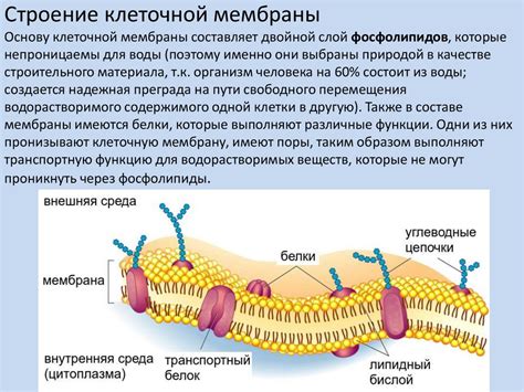 Роль клеточной оболочки в поддержании гармонии и защите клеточной структуры