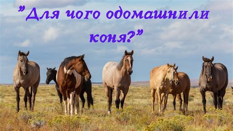 Роль коня в сновидениях разных культур